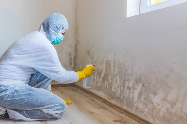 Licensed Commercial Mold Remediation service in Jamaica Plain, MA - WQB Mold Removal