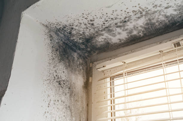 Affordable Commercial Mold Remediation solutions in Jamaica Plain, MA
